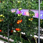 Rostliny pěstované pod umělým osvětlením + jejich specifika a nároky