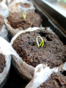 Předpěstování sazenic pro pěstování ve skleníku nebo na balkoně