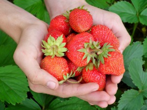 Jak doma pěstovat jahody: rodit vám budou celý rok