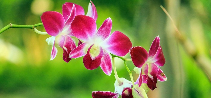 Vyberte Svým Orchidejím Správné Substráty