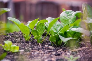 S pěstebním systémem si bylinky snadno vypěstujete i doma