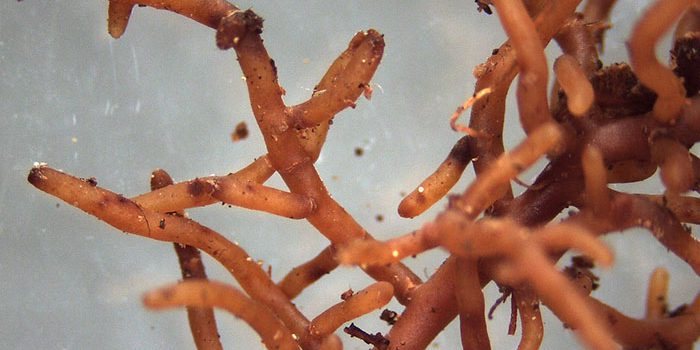 Mykorhiza Prospěje Vašim Rostlinkám, Vyzkoušejte Ji.