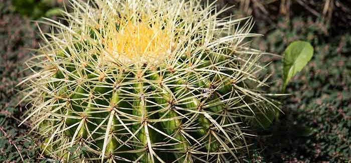 Kaktusy Jsou Zvyklé Na Nízké Teploty Z Pouště.