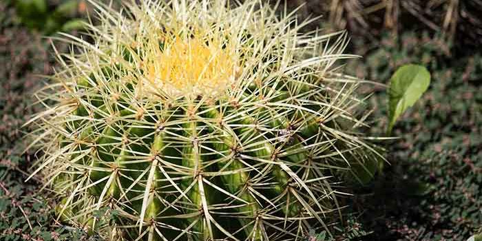 Kaktusy Jsou Zvyklé Na Nízké Teploty Z Pouště.