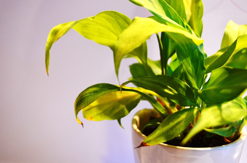 Rostliny A UV Záření