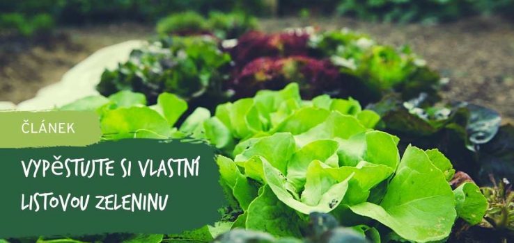 Vypěstujte Si Vlastní Vitamínovou Bombu V Podobě Listové Zeleniny
