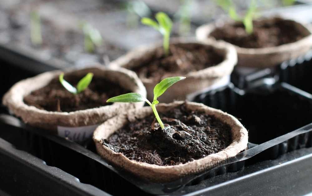 předpěstování sazenic listové zeleniny