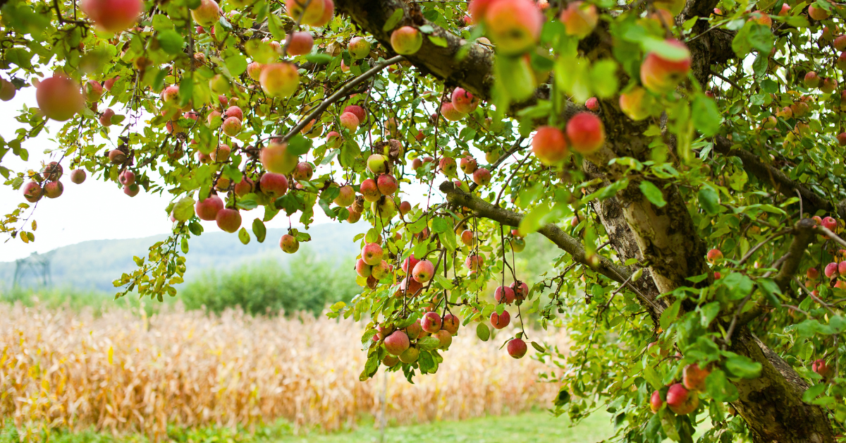 Na podzim můžete vysadit také několik druhů (nejen) ovocných stromů.