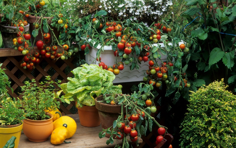 pěstování rajčat na balkoně