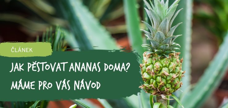 Jak Pěstovat Ananas Doma? Máme Pro Vás Návod